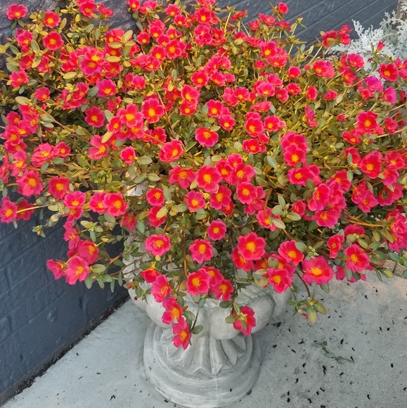 Meet your Posher, Wendy - Picture 1 of 1